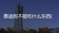 泰迪狗不能吃什么東西(泰迪狗不能吃什么水果)