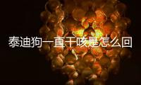 泰迪狗一直干咳是怎么回事？泰迪狗狗總是咳嗽吃喝正常精神也正常