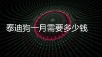 泰迪狗一月需要多少錢  泰迪一月多少開銷