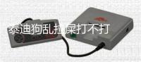 泰迪狗亂拉屎打不打  泰迪拉屎拉不出