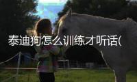 泰迪狗怎么訓(xùn)練才聽話(泰迪狗怎么洗澡方法教程)
