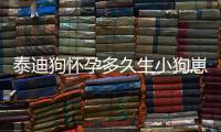 泰迪狗懷孕多久生小狗崽