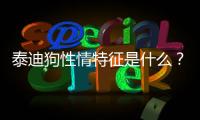 泰迪狗性情特征是什么？泰迪犬性情