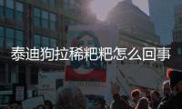泰迪狗拉稀粑粑怎么回事？泰迪垃稀怎么回事