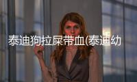 泰迪狗拉屎帶血(泰迪幼犬到處拉屎拉尿怎么訓練)