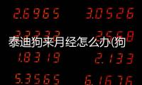 泰迪狗來月經怎么辦(狗一年沒來月經怎么辦)