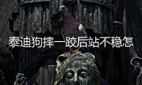 泰迪狗摔一跤后站不穩怎么回事(泰迪狗摔一跤后站不穩怎么辦)