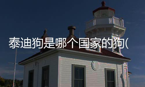 泰迪狗是哪個國家的狗(泰迪狗原產地哪個國家)