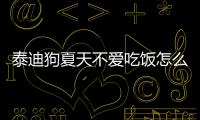 泰迪狗夏天不愛吃飯怎么辦(泰迪狗不愛吃飯怎么辦)