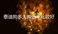 泰迪狗多大剪胎毛比較好(泰迪狗多大換胎毛)