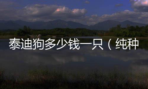 泰迪狗多少錢一只（純種泰迪大概要花多少錢？）