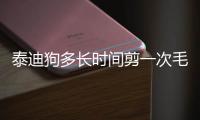 泰迪狗多長時間剪一次毛(泰迪多長時間驅(qū)蟲一次)