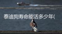 泰迪狗壽命能活多少年(泰迪狗狗壽命有多長時間)