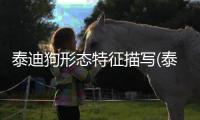 泰迪狗形態(tài)特征描寫(泰迪狗心臟肥大癥狀)