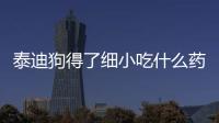 泰迪狗得了細小吃什么藥能好(泰迪細小好了以后能吃什么)