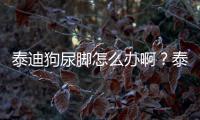泰迪狗尿腳怎么辦啊？泰迪尿粘腳是怎么回事