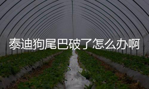 泰迪狗尾巴破了怎么辦??？泰迪尾巴破皮出血怎么治療