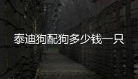 泰迪狗配狗多少錢一只