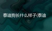 泰迪狗長(zhǎng)什么樣子(泰迪狗什么時(shí)候打疫苗最好)
