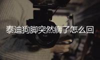 泰迪狗腳突然瘸了怎么回事(泰迪狗蛋蛋脫皮怎么回事)