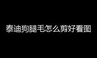 泰迪狗腿毛怎么剪好看圖片？泰迪狗腿毛怎么修剪