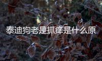 泰迪狗老是抓癢是什么原因？泰迪狗狗抓癢怎么回事