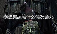 泰迪狗舔筆什么情況會(huì)死？泰迪狗舔手是什么意思
