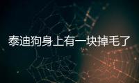 泰迪狗身上有一塊掉毛了怎么辦(泰迪狗生完寶寶后流血水多久)
