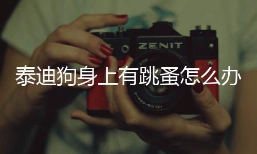 泰迪狗身上有跳蚤怎么辦(泰迪狗身上有一塊掉毛了怎么辦)