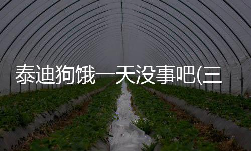 泰迪狗餓一天沒事吧(三個月泰迪餓一天要緊嗎)