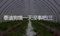 泰迪狗餓一天沒事吧(三個月泰迪餓一天要緊嗎)