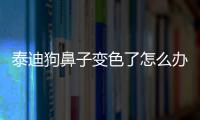 泰迪狗鼻子變色了怎么辦？泰迪狗鼻子顏色變淺怎么回事