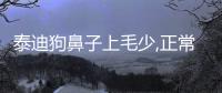 泰迪狗鼻子上毛少,正常么？泰迪狗鼻子上毛少怎么回事