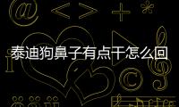 泰迪狗鼻子有點干怎么回事(泰迪鼻子禿毛怎樣治療)