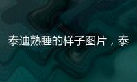 泰迪熟睡的樣子圖片，泰迪睡覺的樣子
