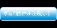 泰迪用圍欄好,還是狗籠好(泰迪用什么項圈好)