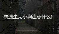 泰迪生完小狗注意什么(泰迪生小狗以后該注意什么)