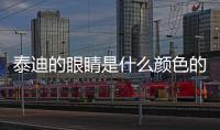 泰迪的眼睛是什么顏色的(灰泰迪的眼睛是什么顏色)