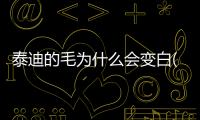 泰迪的毛為什么會變白(泰迪毛)