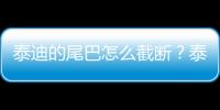 泰迪的尾巴怎么截斷？泰迪狗尾巴怎么截
