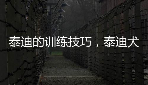 泰迪的訓練技巧，泰迪犬怎么訓練，泰迪狗的訓練方法