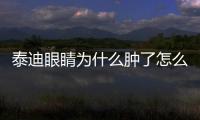泰迪眼睛為什么腫了怎么辦呢？泰迪眼睛腫得凸出來好高