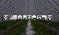 泰迪眼角有黑色東西(泰迪眼角有眼屎怎么回事)