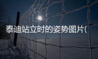 泰迪站立時的姿勢圖片(泰迪站立是什么意思)