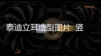 泰迪立耳造型圖片  豎耳泰迪價格