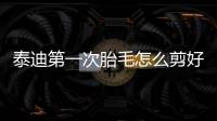 泰迪第一次胎毛怎么剪好看？泰迪第一次剪胎毛怎么剪