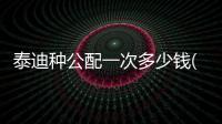 泰迪種公配一次多少錢(泰迪配種要多少錢一次)