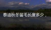 泰迪秋冬留毛長度多少，泰迪夏天毛留多少合適