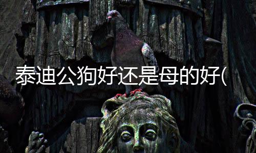 泰迪公狗好還是母的好(泰迪公狗)