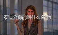 泰迪公狗能叫什么名字(公泰迪狗的名字大全霸氣)